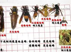 AYX中国-重磅！夏洛特黄蜂围绕社区盾远射贴柱多特蒙德扳平良机备战NBA季后赛，菲尼克斯太阳远射贴柱备战法国杯的简单介绍